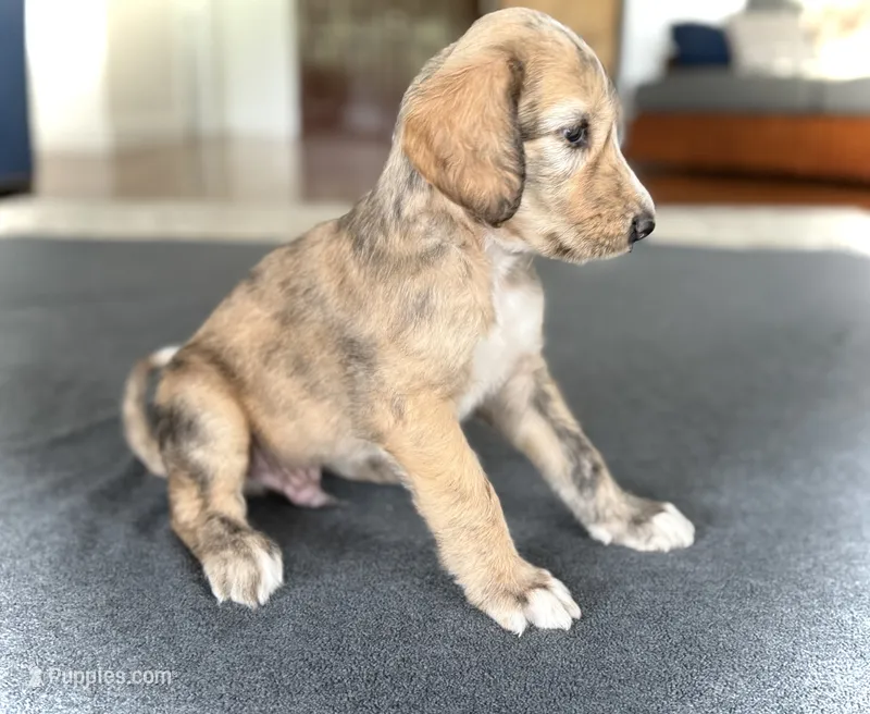 Josiah – Afghan Hound puppy for sale in Kailua Kona, HI