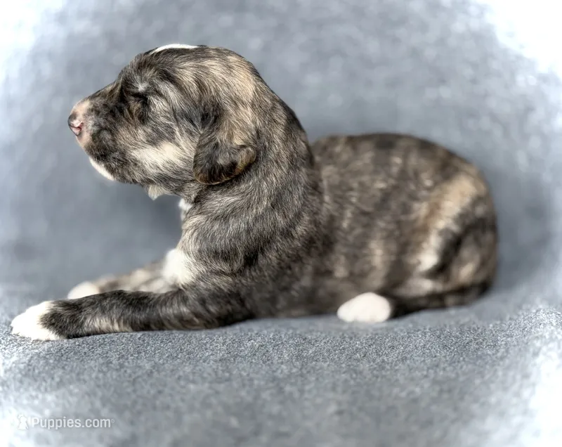 Ezra – Afghan Hound puppy for sale in Kailua Kona, HI