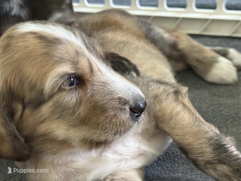 Josiah – Afghan Hound puppy for sale in Kailua Kona, HI
