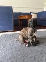 Shilo , a male Afghan Hound for sale in Hilo, HI – 4 of 5