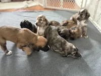 Josiah, a male Afghan Hound for sale in Kailua Kona, HI – 3 of 3