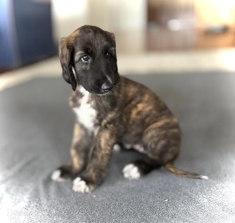 Hazael – Afghan Hound puppy for sale in Kailua Kona, HI