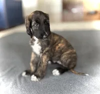Hazael, a female Afghan Hound for sale in Hilo, HI – 1 of 5