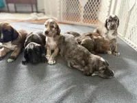 Simon, a female Afghan Hound for sale in Kailua Kona, HI – 2 of 3
