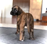 Simon, a male Afghan Hound for sale in Hilo, HI – 5 of 6