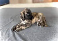 Shilo , a male Afghan Hound for sale in Hilo, HI – 3 of 5
