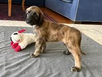 Simon, a male Afghan Hound for sale in Hilo, HI – 4 of 6