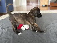Hazael, a female Afghan Hound for sale in Hilo, HI – 3 of 5
