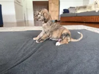 Josiah, a male Afghan Hound for sale in Hilo, HI – 2 of 7