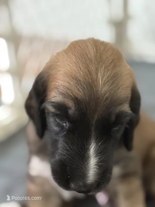 Cyrus – Afghan Hound puppy for sale in Kailua Kona, HI