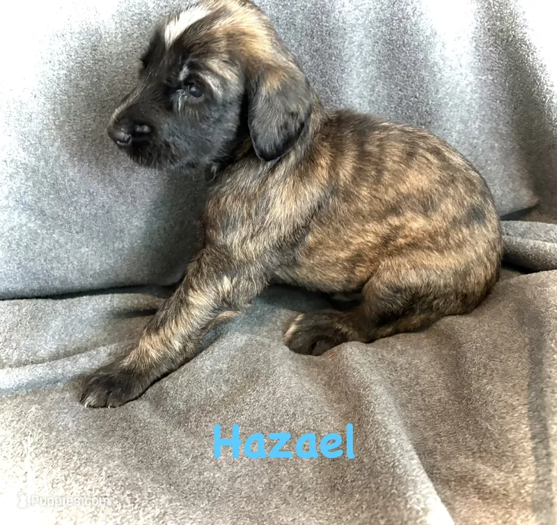 Hazael – Afghan Hound puppy for sale in Kailua Kona, HI