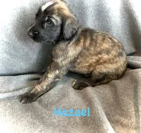 Hazael, a female Afghan Hound for sale in Kailua Kona, HI – 1 of 3