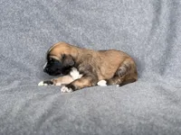 Cyrus, a male Afghan Hound for sale in Kailua Kona, HI – 3 of 3