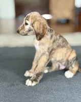 Josiah, a male Afghan Hound for sale in Hilo, HI – 6 of 7