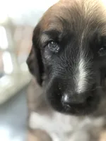 Shilo , a male Afghan Hound for sale in Kailua Kona, HI – 2 of 2