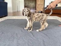 Isaac, a male Afghan Hound for sale in Hilo, HI – 2 of 4