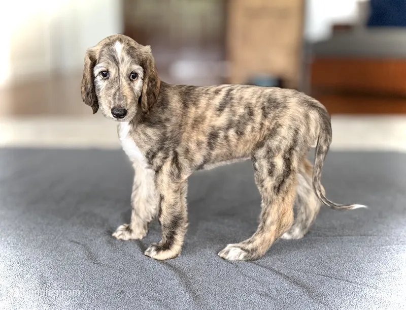 Isaac – Afghan Hound puppy for sale in Kailua Kona, HI