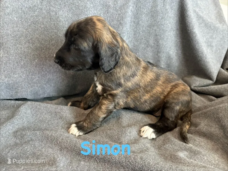 Simon – Afghan Hound puppy for sale in Kailua Kona, HI