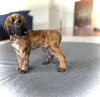Simon, a male Afghan Hound for sale in Hilo, HI – 2 of 6