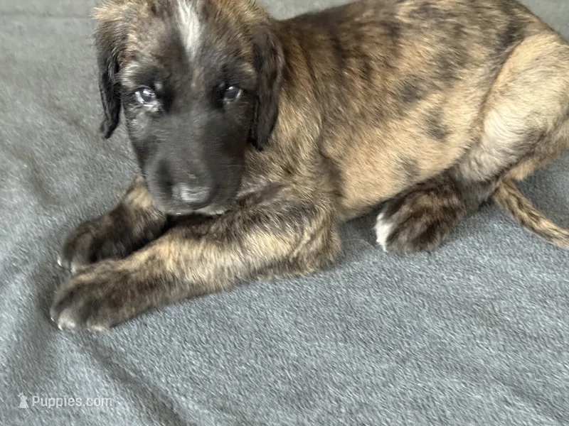 Shilo  – Afghan Hound puppy for sale in Kailua Kona, HI