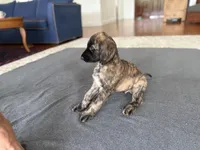 Shilo , a male Afghan Hound for sale in Hilo, HI – 2 of 5