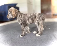 Ezra, a male Afghan Hound for sale in Hilo, HI – 2 of 5