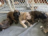 Hazael, a female Afghan Hound for sale in Kailua Kona, HI – 2 of 3