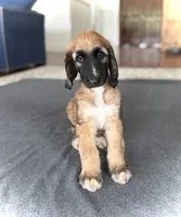 Cyrus, a male Afghan Hound for sale in Hilo, HI – 5 of 6
