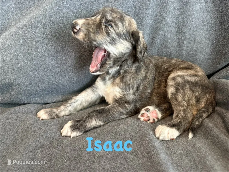 Isaac – Afghan Hound puppy for sale in Kailua Kona, HI