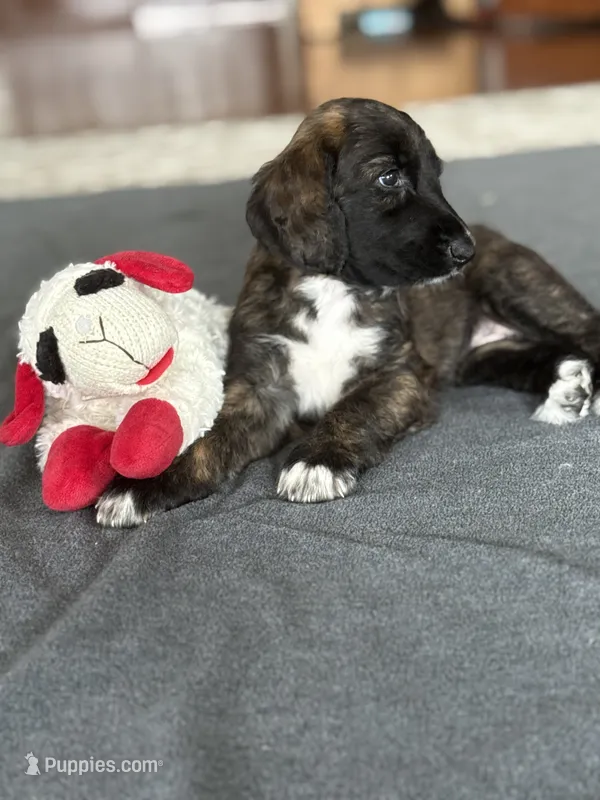 Hazael – Afghan Hound puppy for sale in Kailua Kona, HI