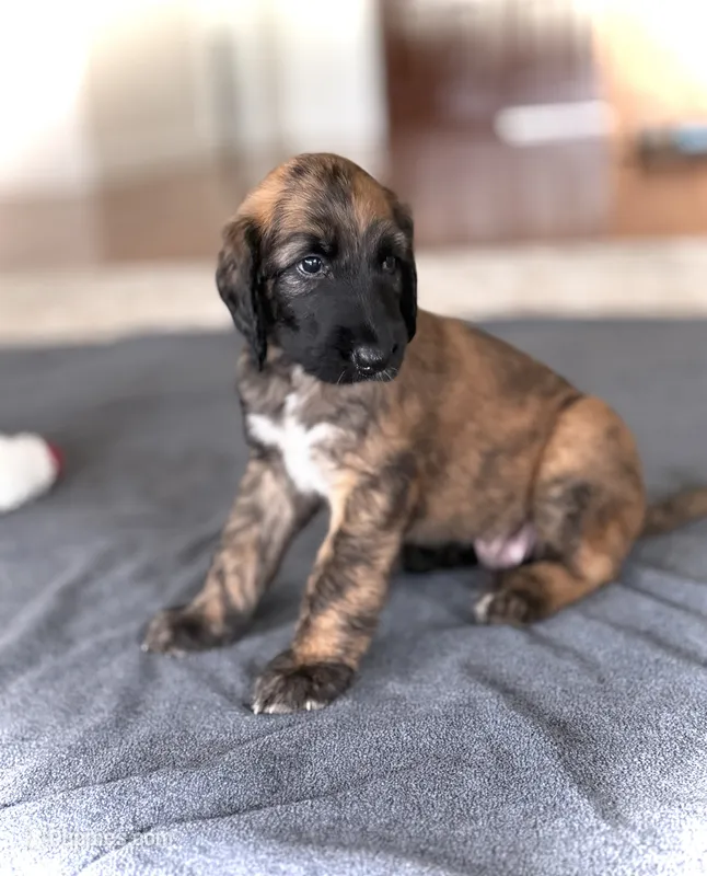 Simon – Afghan Hound puppy for sale in Kailua Kona, HI