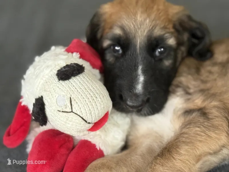 Cyrus – Afghan Hound puppy for sale in Kailua Kona, HI