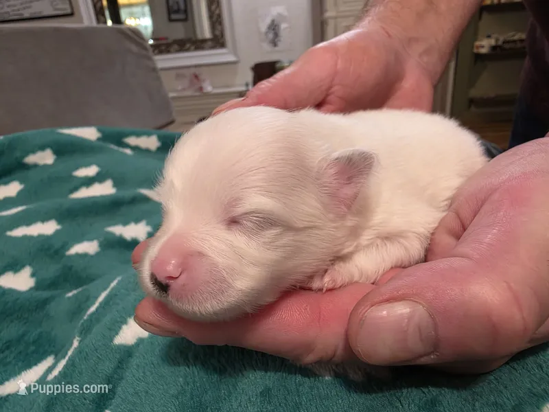 Maya – Pomeranian puppy for sale in Fort Worth, TX