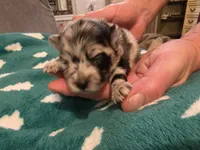 Sparkles, a female Pomeranian for sale in Fort Worth, TX – 2 of 2