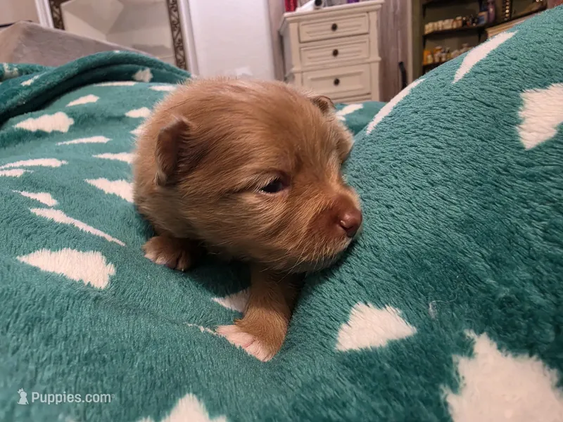Chewbaca – Pomeranian puppy for sale in Fort Worth, TX
