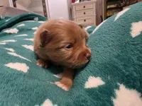 Chewbaca, a male Pomeranian for sale in Fort Worth, TX – 1 of 2
