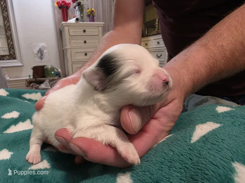 Lillie – Pomeranian puppy for sale in Fort Worth, TX