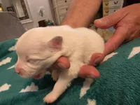 Lillie, a female Pomeranian for sale in Fort Worth, TX – 2 of 2