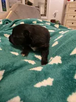Oreo, a male Pomeranian for sale in Fort Worth, TX – 2 of 2