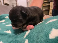 Shorty, a male Pomeranian for sale in Fort Worth, TX – 2 of 2