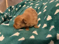 Chewbaca, a male Pomeranian for sale in Fort Worth, TX – 2 of 2