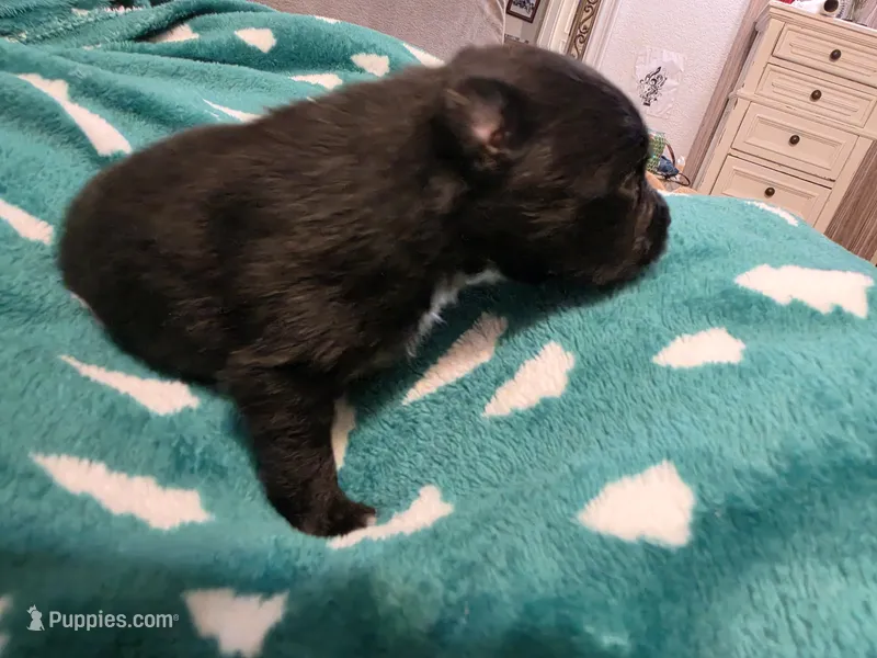 Oreo – Pomeranian puppy for sale in Fort Worth, TX