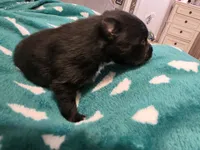 Oreo, a male Pomeranian for sale in Fort Worth, TX – 1 of 2