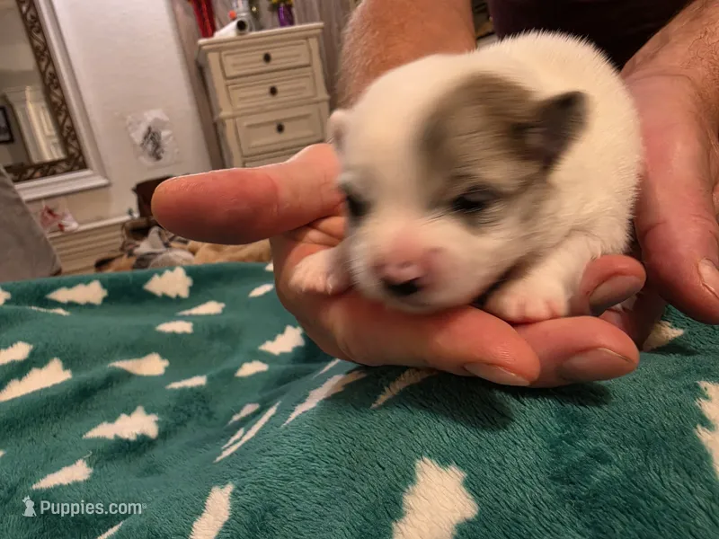 Sasha – Pomeranian puppy for sale in Fort Worth, TX
