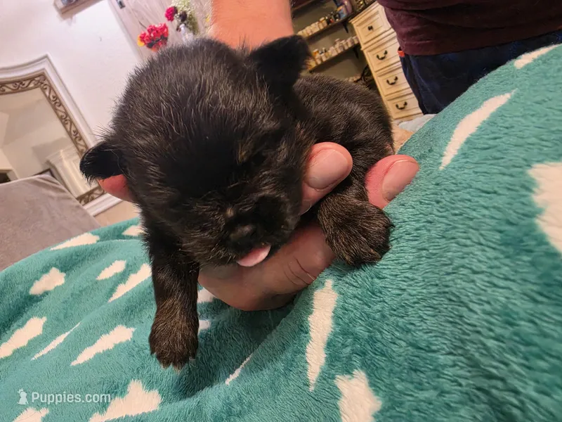 Shorty – Pomeranian puppy for sale in Fort Worth, TX