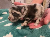 Sparkles, a female Pomeranian for sale in Fort Worth, TX – 1 of 2