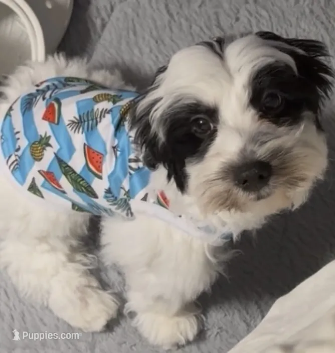 Spot – Yorkshire Terrier, Morkie puppy for sale in Pikeville, NC