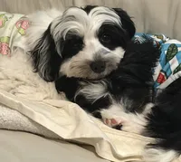 Spot, a male Yorkshire Terrier and Morkie for sale in Pikeville, NC – 3 of 4