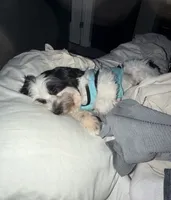 Spot, a male Yorkshire Terrier and Morkie for sale in Pikeville, NC – 2 of 4