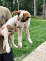 Duke, a male Australian Cattle Dog and Border Collie for sale in Strasburg, VA – 2 of 2